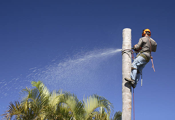 Lawn Watering Services in Chico, WA