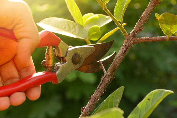 Chico, WA Tree Removal Services Company